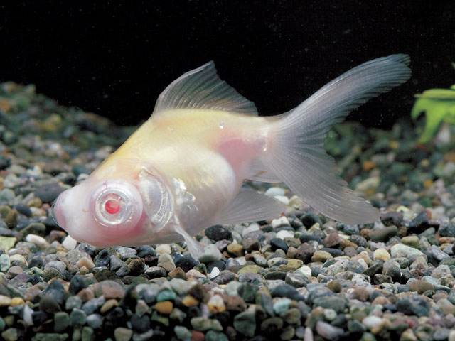 アルビノデメキン（日本産） : 【図鑑】 金魚の品種 全99種類 （特徴、画像、生息地など） - NAVER まとめ