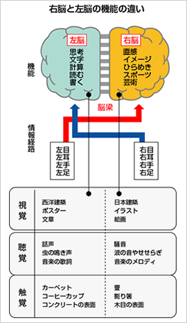 右脳と左脳の機能の違い