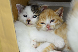 小屋で一緒に過ごす子猫たち