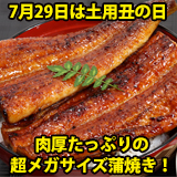 超メガサイズの国産うなぎ蒲焼き 250g-269g×1本