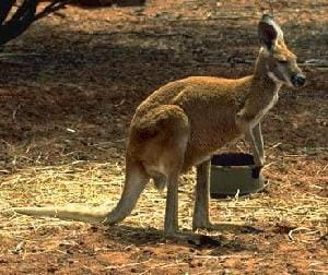 カンガルー 分類結果: カンガルー(正解: カンガルー)