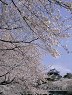 岡崎公園