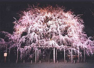 六義園　しだれ桜と大名庭園のライトアップ