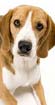 ビーグル