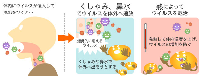 「風邪」と戦う体内戦士たち